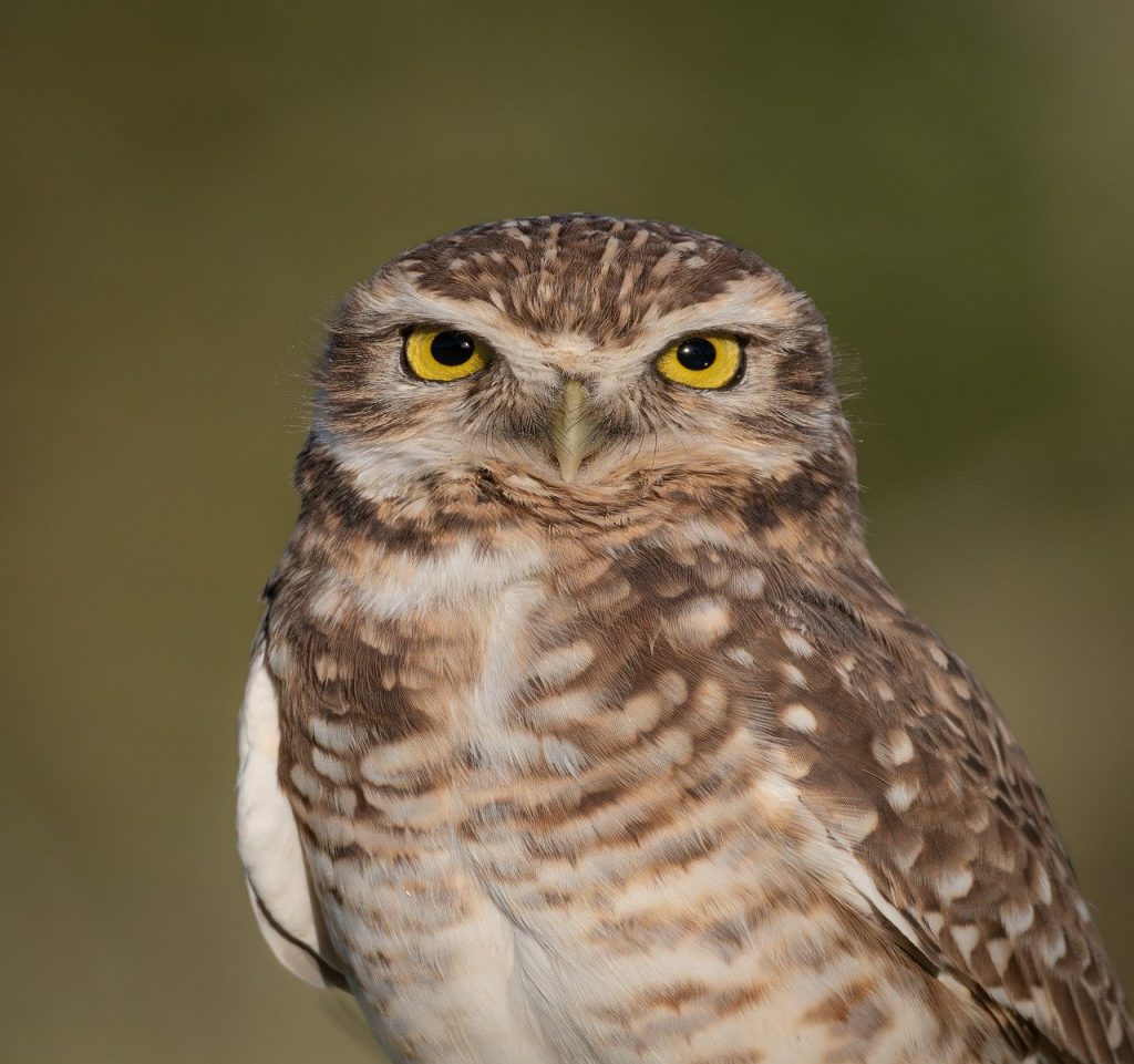 owl, plumage, pen-8740336.jpg